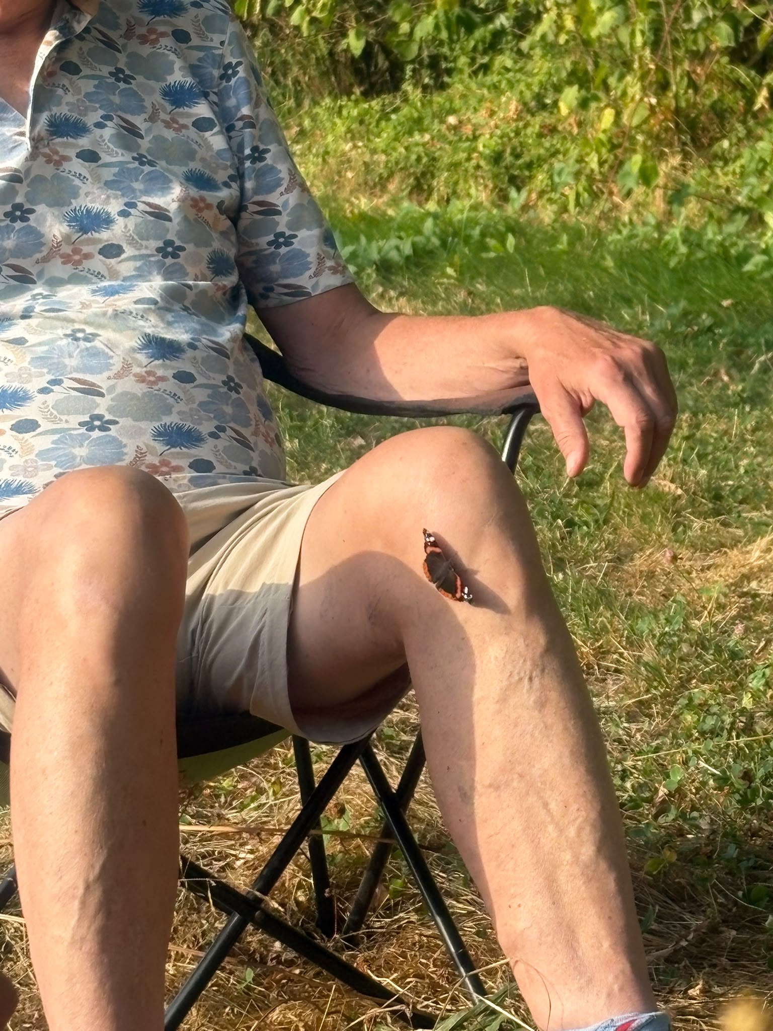 Vlinder aug 2026
