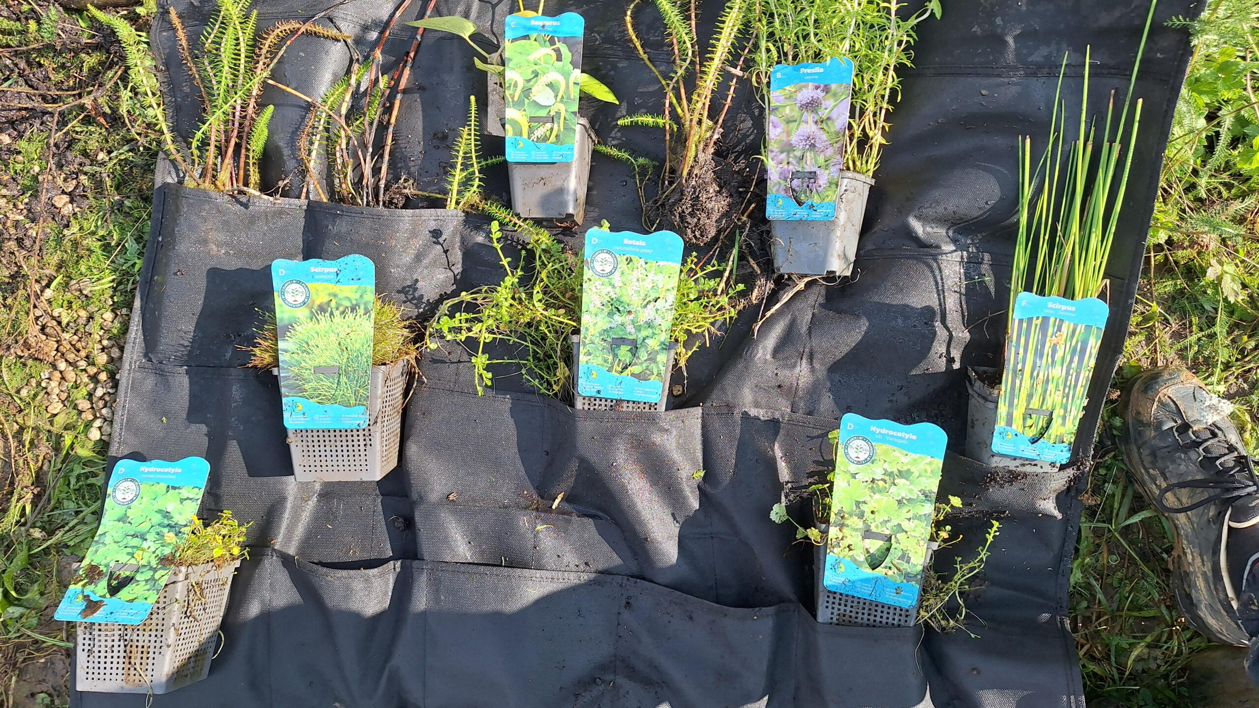 Zwart doel met vakjes waarin 9 waterplanten zitten.
