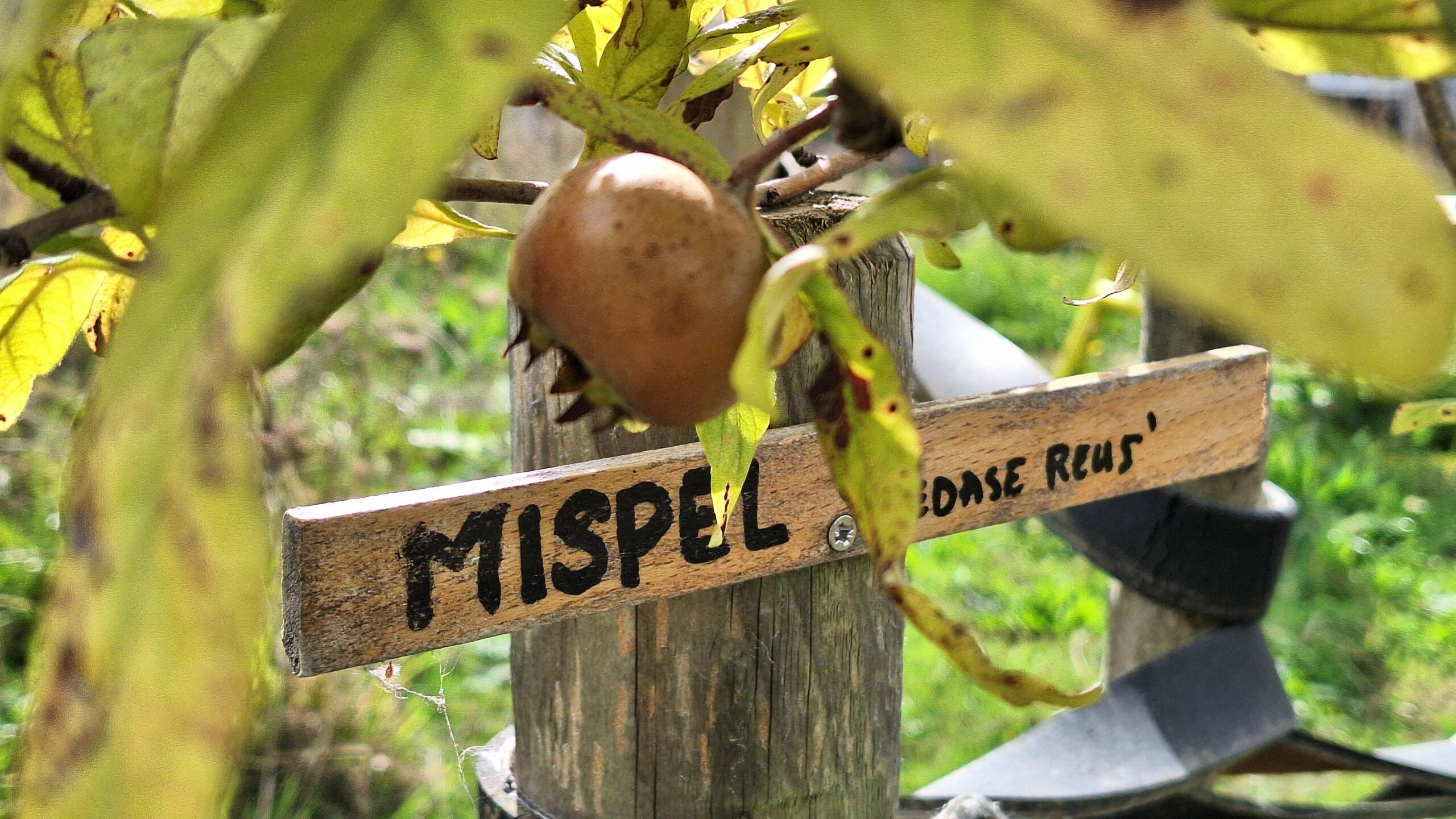Plant met geel/bruine vrucht. Op een houten bordje staat "Mispel".