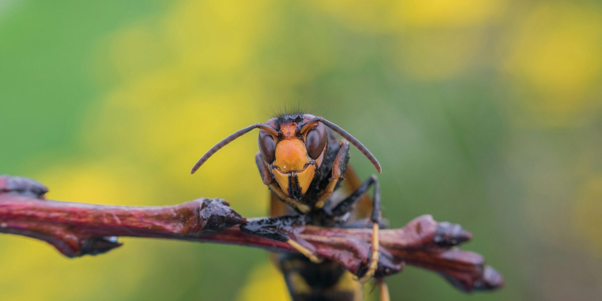 Vespa-velutina