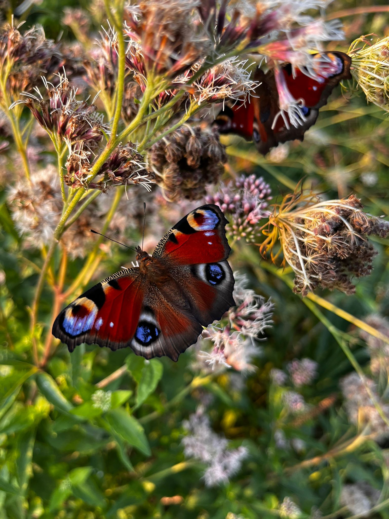 vlinder